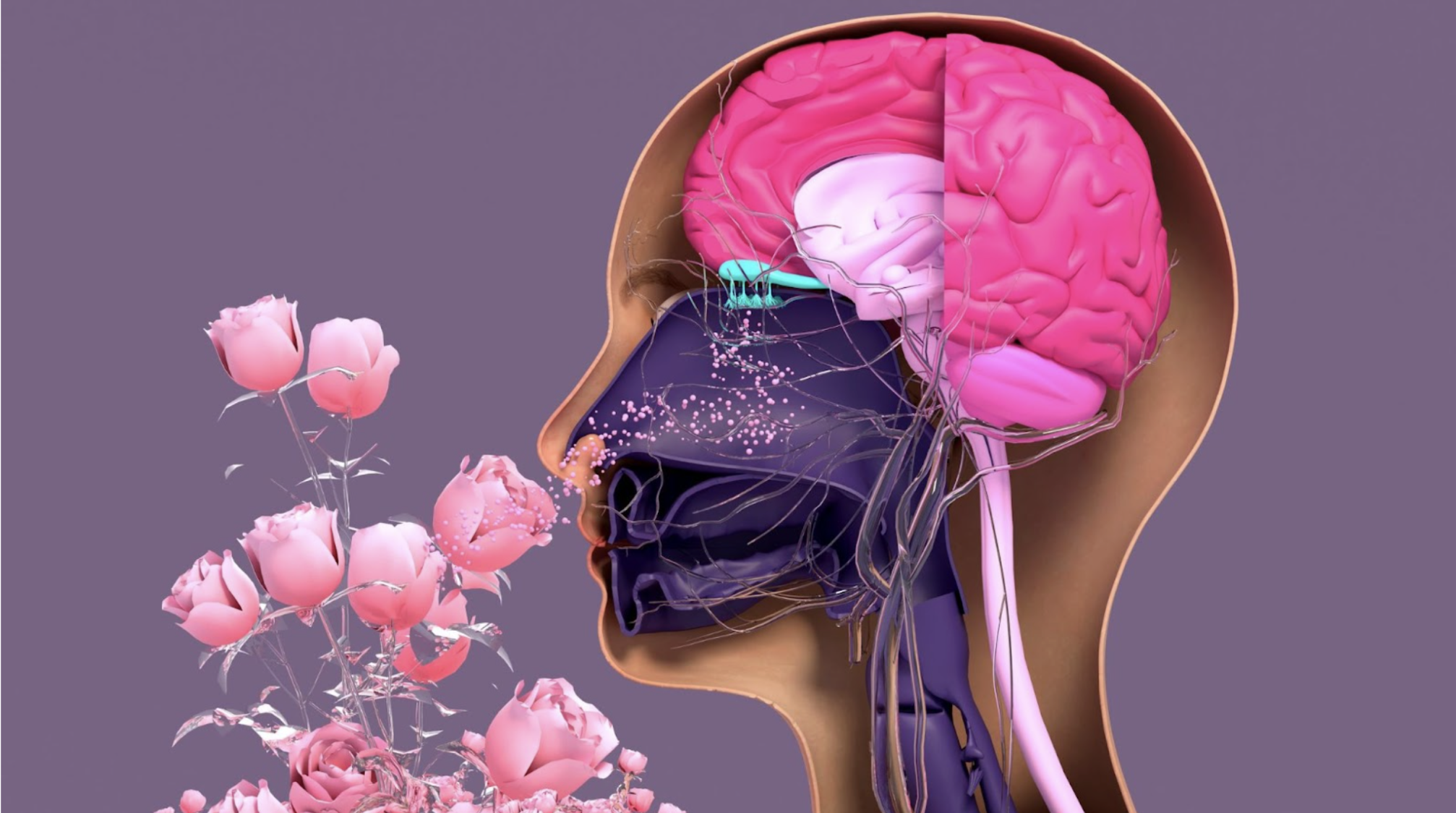 Brainpower in Full Bloom: The Cognitive Benefits of Rosemary and Lavender Aromatherapy